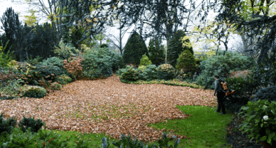 Rasen voller Blätter wird mit Laubsauger gereinigt