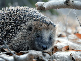 Igel auf Blättern